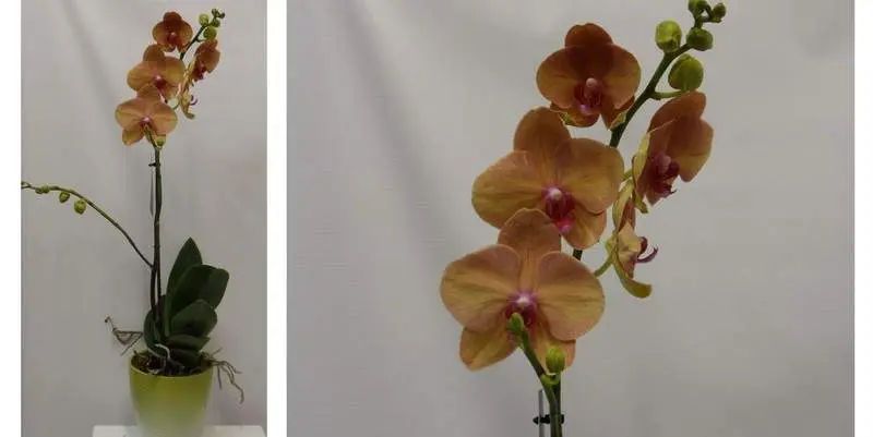 Фаленопсис Оранж 1 ст. Д12