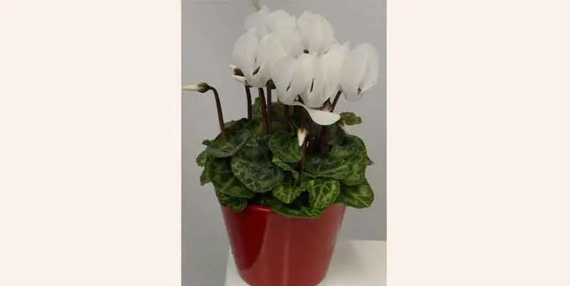 Цикломен Микро Вайт 