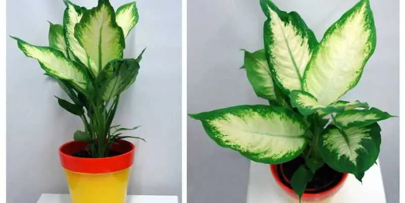 Диффенбахия Камилла Д12