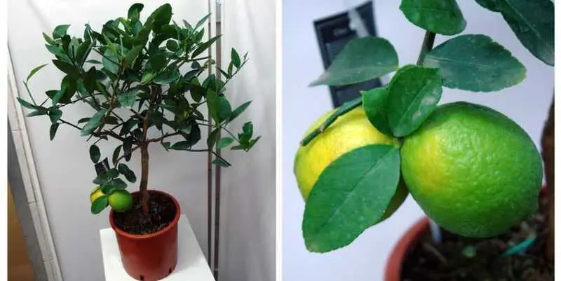 Цитрофортунелла Вулкан Лимон Д22 Н80