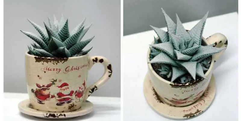 Новогодняя Композиция Хавортия