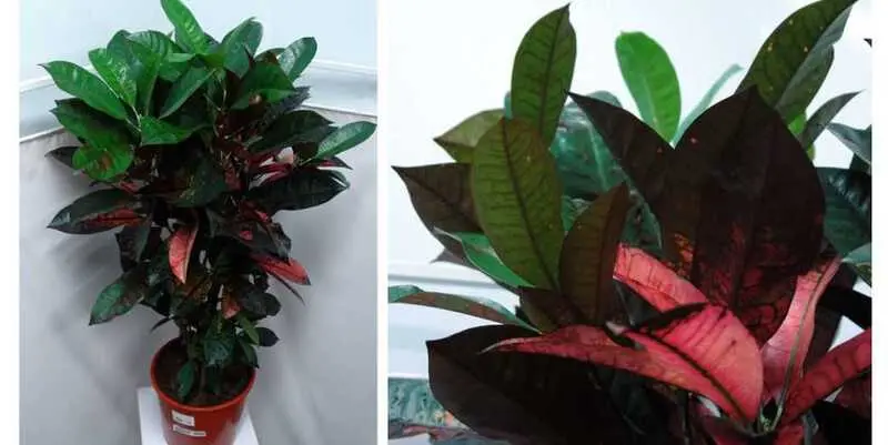 Кодиеум Миссис Абстон Д27 Н90