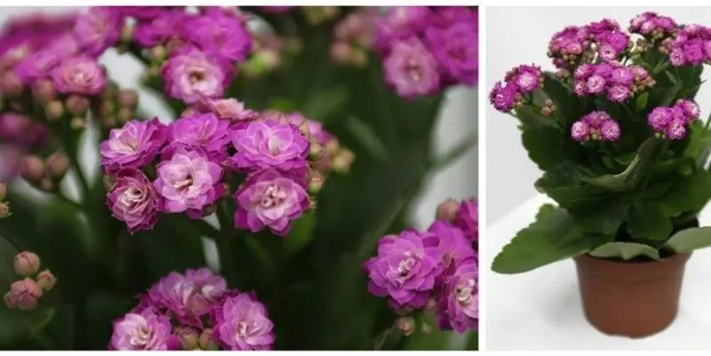 Каланхое Париж розовое Д12