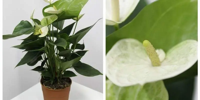 Антуриум Андрианум Белый Д12