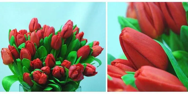 Тюльпан Эскейп