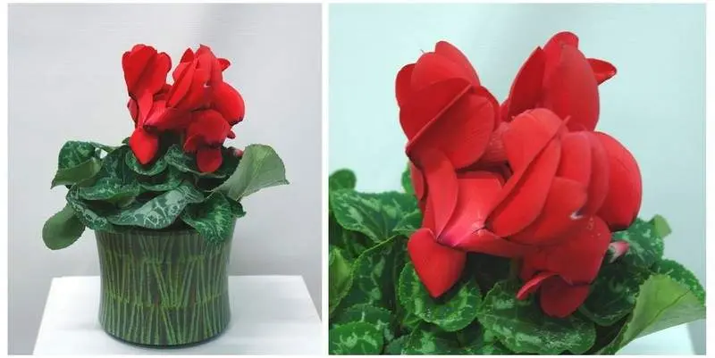 Цикламен Пастель Д12