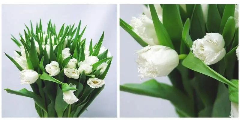 Тюльпан Хонеймун