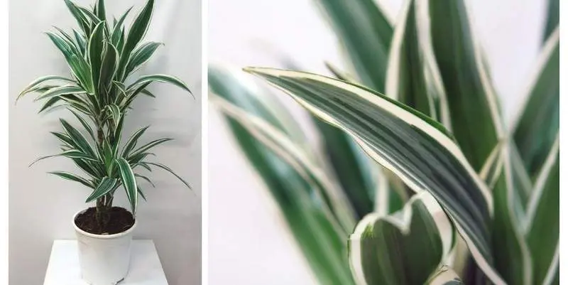 Драцена Фрагранс Деремсис Вайт Страйп 2 ст. Д17 Н65 