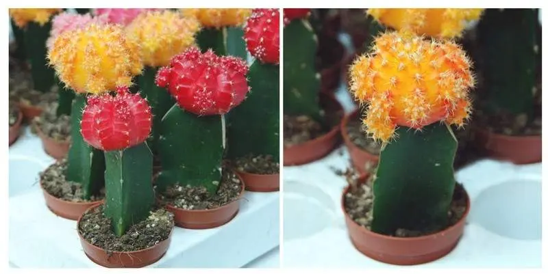 Гимнокалициум Япония Д9