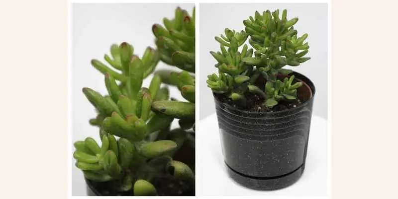 Крассула Хоббит Д12