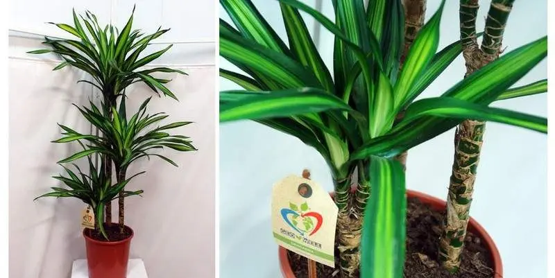 Драцена Фрагранс  Рики 3ст. Д21 Н120 