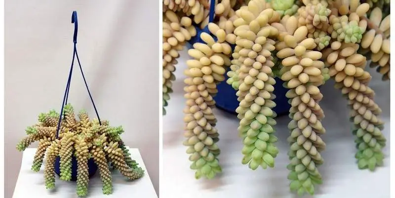 Седум Буррито Д15 Н30